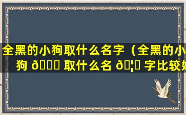 全黑的小狗取什么名字（全黑的小狗 🐅 取什么名 🦁 字比较好听）